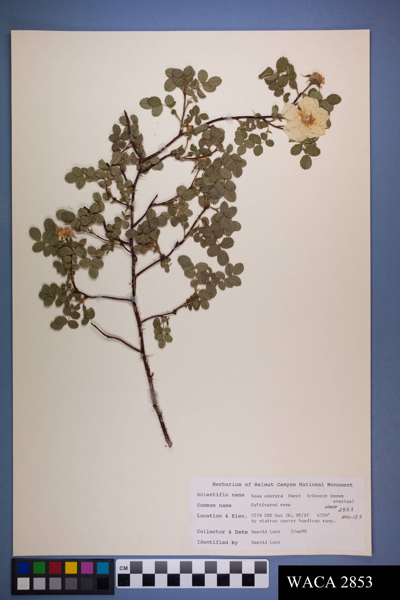 Rosa x odorata image